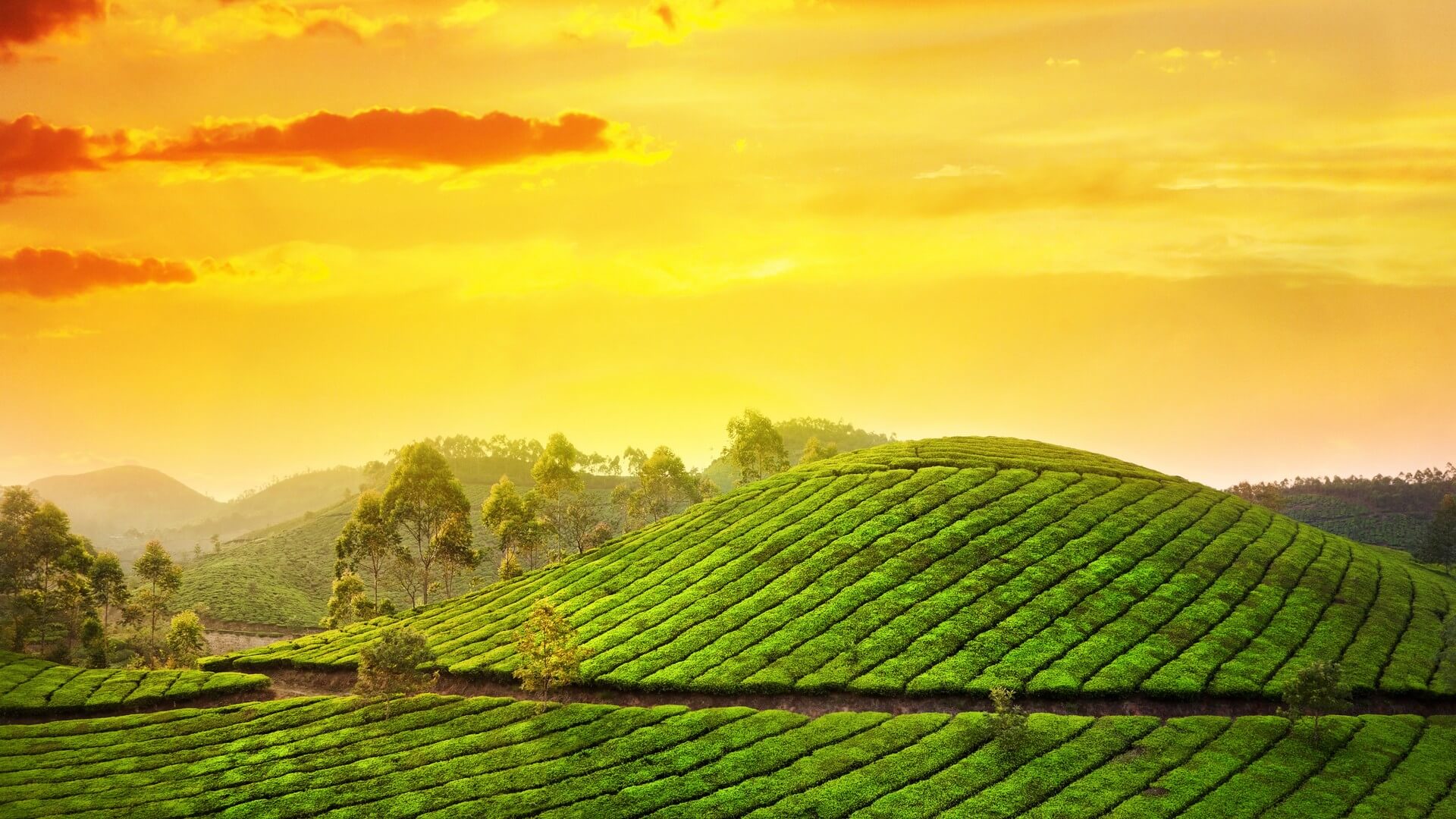 banner-image
